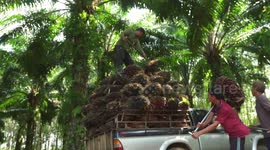 Palm oil workers heft 70kg palm oil fruit bunches during harvest in Thailand
