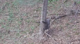 Mother Bear Watches Baby Bear Cubs Playing On Hill
