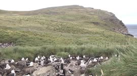 Tender love – a Black-browed Albatross gently preens its fluffy white chick