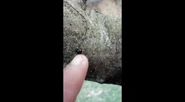 World one smallest breed found in kashmir| insect