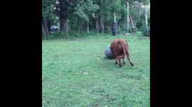 Mini cow plays with ball