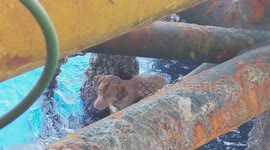 Stranded dog is rescued from sea 136 miles from shore