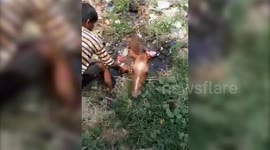 Good Samaritans rescue horse from swamp in northern India