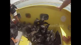 Baby seals go for a boat ride after being stranded on shore in South Africa