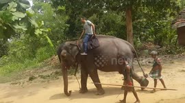 Elephant riding in Sri Lanka seen using 'choker' chain to restrain animals