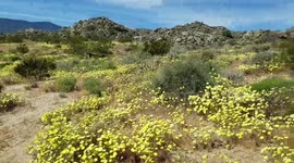 Bright colorful flowers in California