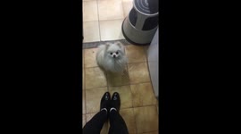 Sweet Little Pomeranian dog asking tiramisu.