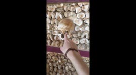 Portuguese church made entirely out of human bones is very creepy