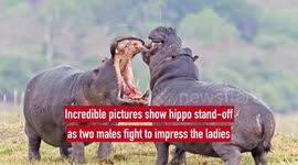 Incredible pictures show two male hippos clashing in an epic riverside fight