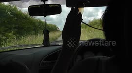 Family spot panther-like feline prowling over hill near holiday park