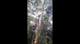 The man risked harvesting leaves on the trees tens of meters high