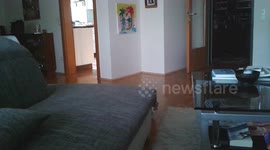 Cat playing red light / green light