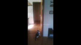 Cat jumps after a feather