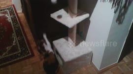 Cat playing with feather