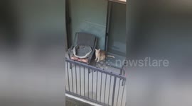 Texas woman treats her new feline neighbour to a house-warming gift