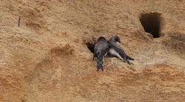 Sand martins return to nests following bitter dispute over netting of cliff sides