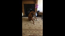 Dog scratches itself unusually