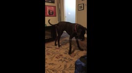 Great Dane chasing tail