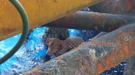 Stranded dog is rescued from sea 136 miles from shore (short)