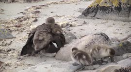 Four cute ducklings have an adventure - then a snooze on the beach.