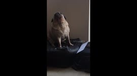 Howling Pug