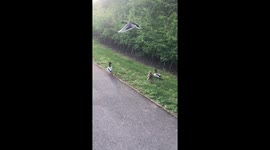 Ducks walking