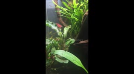 Cherry Shrimp