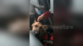 Service dog on its first flight given emotional support strokes from child