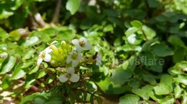Watercress