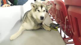 Alaskan Malamute Sojou Loves Hockey and Bones