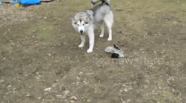 Alaskan Malamute Sojou Powerhouse of Playfulness