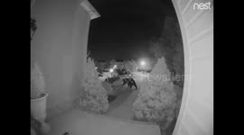Doorbell cam in Virginia catches huge black bear walking through front yard