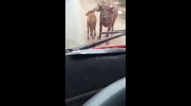 Two buffaloes blocked the front of the car and refused to move