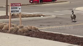 Canada geese take over part of a shopping mall parking lot in Waterloo and signs are posted so people stay clear of the geese of face potential attack by the male security goose who is protecting the nesting area