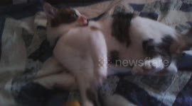 Cat holds rubber duck while cleaning herself