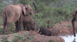 Elephant baby antics