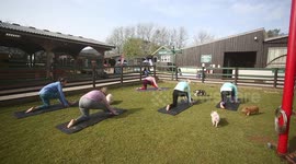 A British farm has become the first in the world to offer a news exercise trend - PIG pilates