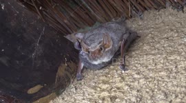 Bat roosting - Kruger Park