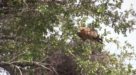 Wahlberg Eagle - Kruger Park