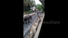 Raging elephant wreaks havoc on Indian town