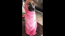 Doggy wrapped up in towel after bath