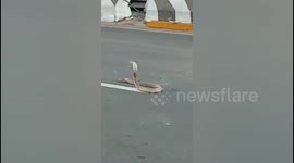 King cobra sparks tensions on busy road in southern India