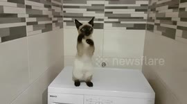 Siamese kitten casting a spell