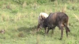 African Bulls having a serious disagreement!