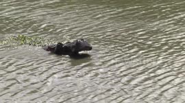 A Hippo makes a mighty yawn showing its lethal tusks