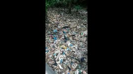 Plastic wastes cover mangrove area