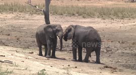 Young bull Elephants pushing and wrestling to see who is boss