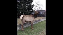 Elk Attacks Canadian Funny