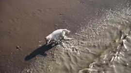 Dog tries to chase away the tide on the River Thames