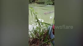Crocodile emerges holding missing man in its jaws after killing him by biting his GROIN